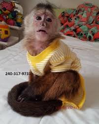El Classico Capuchin Monkeys For Sale At Free Free Monkeys For Sale Capuchin Monkey Pet Monkey