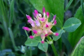 Image result for Trifolium spumosum