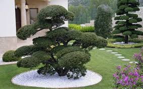 Im fokus stehen kleinwüchsige, immergrüne gehölze, die beständigkeit demonstrieren. Asiatischer Garten