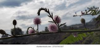 Image result for Mimosa diplotricha