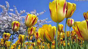 Tulips Desktop Wallpapers Group 89 Latin american bitcoin trading follows the heartbeat of venezuela. tulips desktop wallpapers group 89