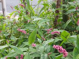 ピンク の つぶつぶ の 花