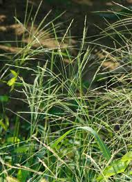 Image result for Panicum carneovaginatum