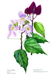 Algumas Das Ilustracoes De Dulce Nascimento Em Aquarela Ao Longo Da Carreira Ilustracao Botanica Copias Botanicas Ilustracoes