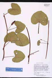 Image result for Ipomoea asarifolia
