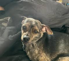 Update: He must of gotten cold because he came back.. I just didn't update  until now because soon as he came back I instantly got tired and we all  went to bed.