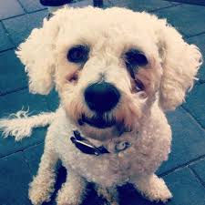 Lost White Bichon Frise Darch Bichon Frise Losing A Dog Bichon