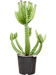 Image result for Euphorbia fortissima