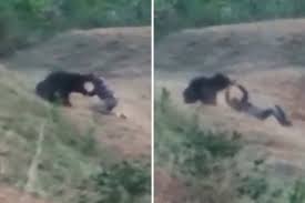 Man Mauled To Death By Bear While Taking Selfie With It