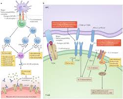 Immunotherapy In Myasthenia Gravis In The Era Of Biologics Nature Reviews Neurology