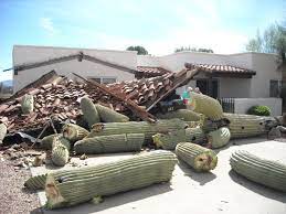 This saguaro cactus may way up to one ton. Cactus Down How You Can Avoid A Front Yard Disaster Local News Gvnews Com