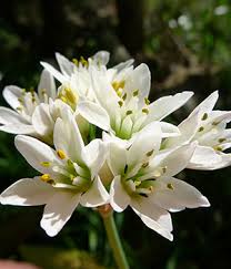 We did not find results for: Your Complete Weed Guide Flower Power