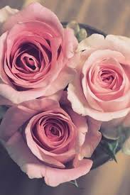 You will see the flowers revive and look brand new in just a few short hours. How To Revive Wilted Roses Migrant Gardener