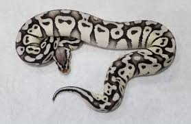 As such, their scales are totally lacking in pigment. Here S Another Pic Of Vader My Super Pastel Axanthic Ball Python Highly Recommend Going Through John Dague Jdconstriction He Has The Storm Trooper He S Been Awesome Easy To Work With And