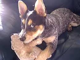 Check spelling or type a new query. 4 Month Old Australian Cattle Dog Off 79 Www Usushimd Com