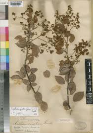 Image result for Ancylobothrys amoena