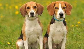 Types Of Beagles According To The American Kennel Club There Are Only Two Different Recognized Types Of B Beagle Breeds Beagle Dog Puppies Beagle Dog Breed