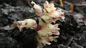 Image result for Nesogenaceae