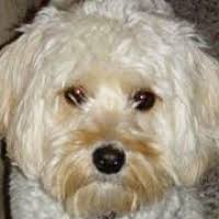 Maybe you would like to learn more about one of these? Cockapoo Rescue Adoptions