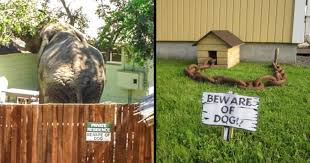 We offer 5,000+ different security signs, all ready to ship in a day. 15 Amazing Funny Beware Of The Dog Signs The Very Dangerous Dogs Behind Them By Trending News Medium