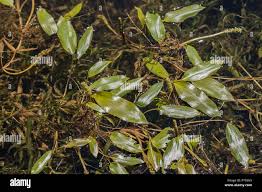 Image result for Potamogetonaceae