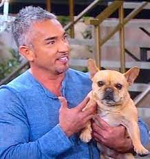 This may be because of their sweet, scrunched faces. Famous French Bulldogs Celebrity French Bulldog Owners French Bulldog Owner French Bulldog French Bulldog Puppies