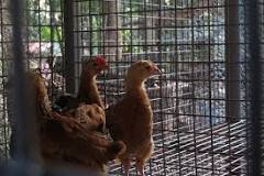 Furnished cage - Wikipedia