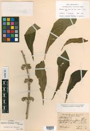 Image result for Achyrospermum laterale