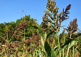 Image result for Sorghum