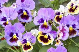 Cold Hardy Annuals Growing Annuals In Zone 4 Annual Plants Pansies Trees To Plant
