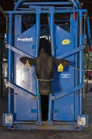 Handling Equipment Equipment Cattle Barn Cattle Ranching Cattle Facility