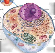 What do all the parts of a cell do? Parts Of The Animal Cell Part 2 Diagram Quizlet