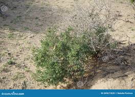 Image result for Suaeda vermiculata