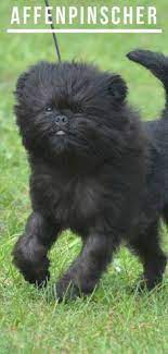 330 Affenpinschers Ideas In 2021 Affenpinscher Affenpinscher Dog Affenpinscher Puppy