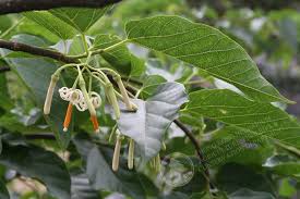 Image result for Alangium chinense