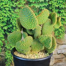 Image result for Opuntia