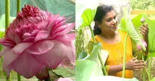 The lotuses cost between rs 1000 and 4,000. à´†à´¯ à´° à´‡à´¤à´³ à´•à´³ à´³ à´³ à´¤ à´®à´°à´ª à´ª à´µ à´…à´¥à´µ à´¸à´¹à´¸ à´°à´¦à´³ à´ªà´¤ à´® à´• à´°à´³à´¤ à´¤ à´² à´µ à´¸ à´®à´¯à´• à´• à´´ à´š Ultimate Thousand Petal Lotus