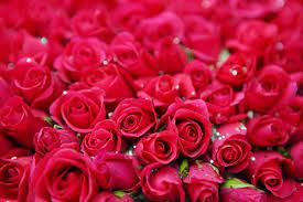 Download free wallpapers cute flowers wall paper for your device from the biggest collection of wallpapers at softpaz. Beautiful Flowers Images 100 000 Free Photos Pexels