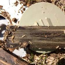 You are more likely, though, to see their mud tracks. Bug Pro Pest Termite Control 15 Photos Pest Control 9919 Highway 603 Bay St Louis Ms Phone Number
