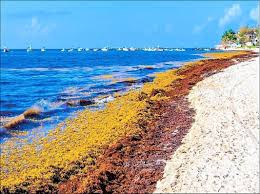 Sargassum: A Continuing Challenge