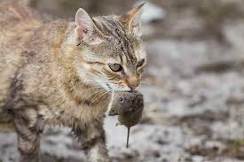 Stray Cats In Your Garden 9 Tips To Keep Cats Away Keep Cats Away Cats Pet Blog