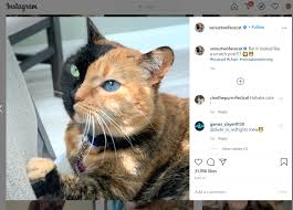 Im going to teach you the secrets of choosing & posting the correct hashtags for accounts of cats and kittens. Top 10 Cats Instagram Accounts The Best Cat Instagram Accounts 2020 Woketofind