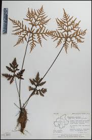 Image result for Doryopteris concolor