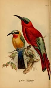 Birds Of South Africa Book The Birds Of South Africa Layard Edgar Leopold 1824 1900 Free Download Borrow And Streaming Internet Archive In 2020 South African Art South African Animals Birds