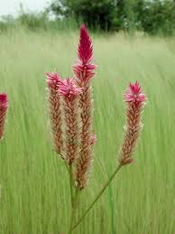 Image result for Celosia isertii