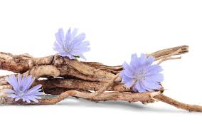 Les chicorées (cichorium) sont un genre botanique qui rassemble des plantes de la famille des astéracées (composées). Definition Inuline Futura Sante