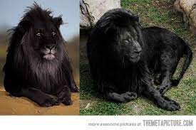 Scar Is That You Weird Animals Black Lion Animals Beautiful