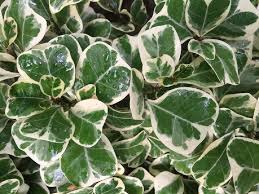 Image result for Ficus tesselata