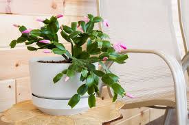 And this influences how often one should water the cactus. How To Take Care Of A Christmas Cactus Because Even Succulents Need Holiday Cheer Christmas Cactus Christmas Cactus Plant Cactus Care