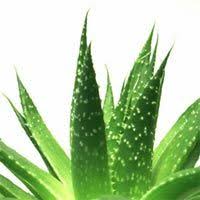 Lotion Bouclante Maison A L Aloe Vera Sans Rincage Pour Les Cheveux Boucles Ou Frises Le Boudoir Des Brunettes Aloe Vera Cheveux Cheveux Boucles Gel Cheveux